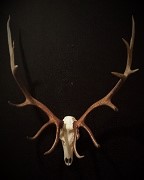 Elk European Mount