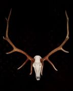 Elk European Mount - New Mexico