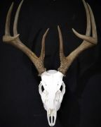 Euro Mount