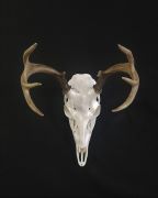 European - Hanger on Skull