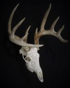 European Mount