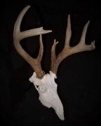European Mount - Heavy Glosss