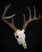 Minnesota Deer Hunting