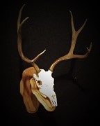 Mule Deer - Euro Mount