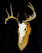 Oak European Mount Display