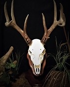Pedestal European Mount