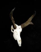 Pronghorn Euro - Ghost Hanger