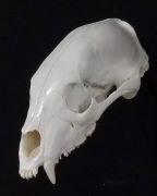 Top of Bear Skull