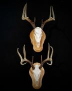 Two European Mounts