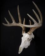 Whitetail Euro Mount