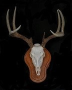 Whitetail - European Mount