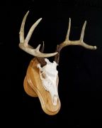 Whitetail - Oak Display