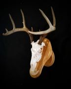 Whitetail - Oak Display - Left