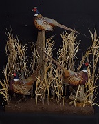 3 Pheasants