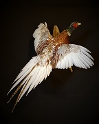 _5 Albino Pheasant