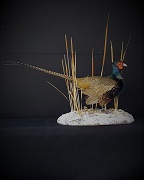 Black ND Pheasant