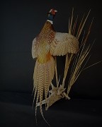 Flushing Rin-Necked Pheasant