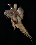 Flushing Ring-Neck Pheasant