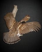 Flying Ruffed Grouse