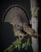 Grouse - Birch Tree