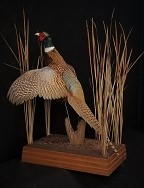 In-Flight Ring-Neck Pheasant
