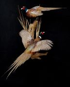 Pair of Ring Necked Pheasants