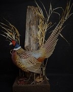 Standing Pheasant Mount