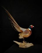 Standing Ring - Necked Pheasant