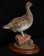 Standing Sharptail Grouse