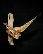 Wall Mount - Standing Tail Up