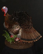 Fanning Tom Turkey