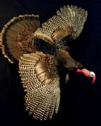 Flying Turkey