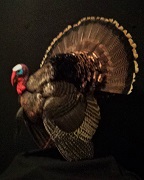 Full Body Struting Turkey