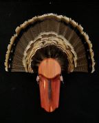 Hickery - Turkey Fan