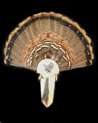 Tukey Tail - Beard