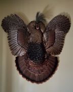 Turkey Pelt