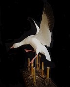 Adult Snow Goose - Corn Habitat