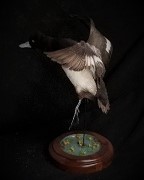 Bluebill - In-Flight Wings