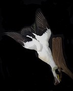 Diving Common Eider