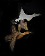 Flying Common Eiders