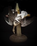 Specklebelly - Dead hang (360 View)