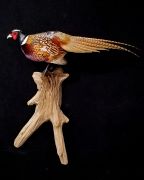 Ringneck Pheasant