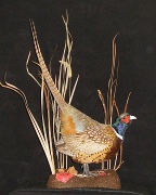 Ringneck Pheasant
