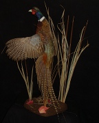 Ringneck Pheasant