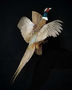 Ringneck Pheasant