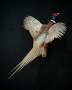 Ringneck Pheasant