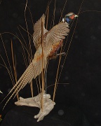 Ringneck Pheasant