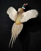 Ringneck Pheasant
