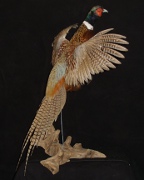 Ringneck Pheasant