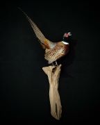 Ringneck Pheasant